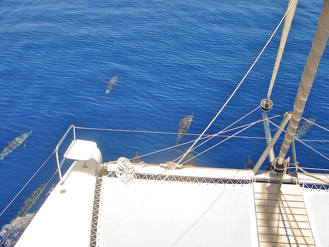 Egy En Route Dolphins2